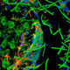 Microscopía confocal 3D que muestra la red de fibras interactuando con el cerebro del ratón.